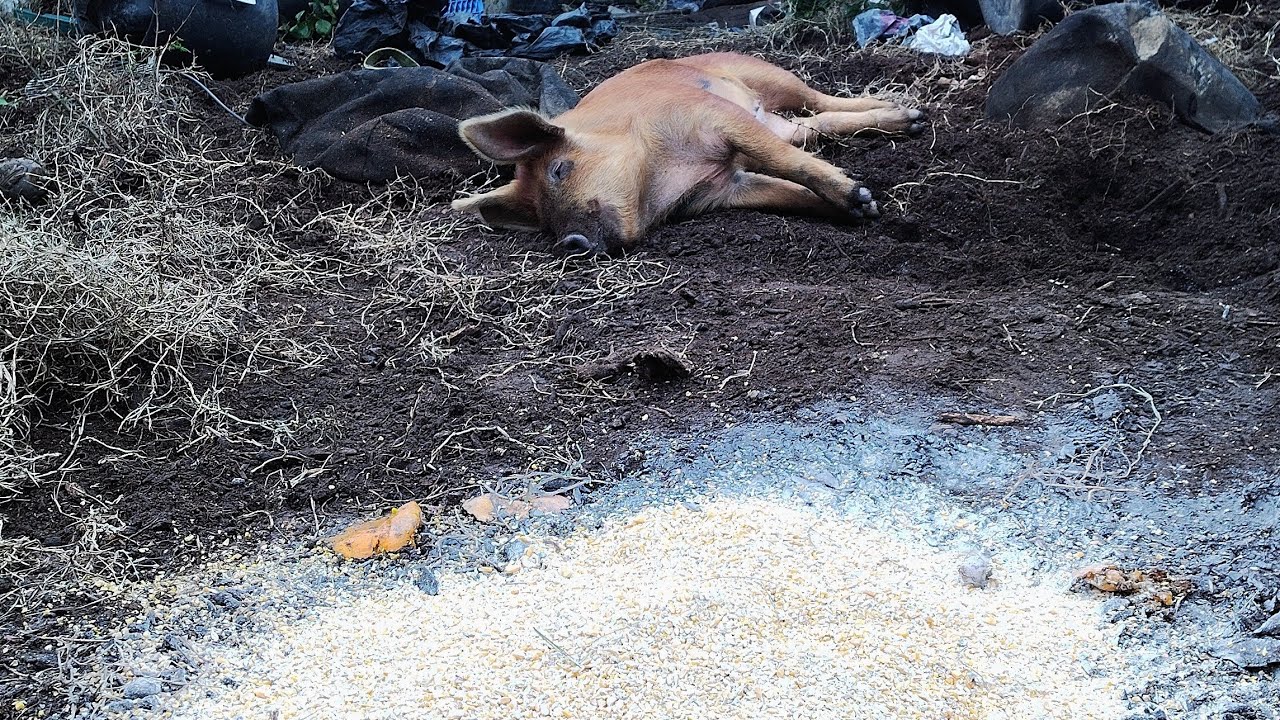 Поросенок наслаждается кукурузой 