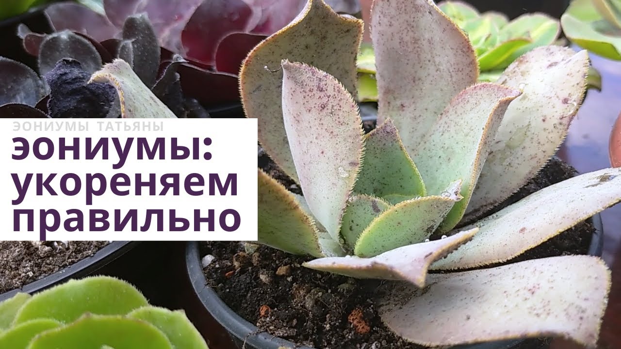 Эониумы: укореняем черенки правильно