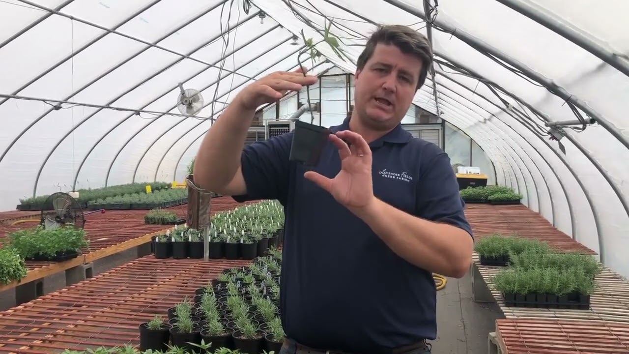 Sweet Potatoes at Glen Allen Greenhouse