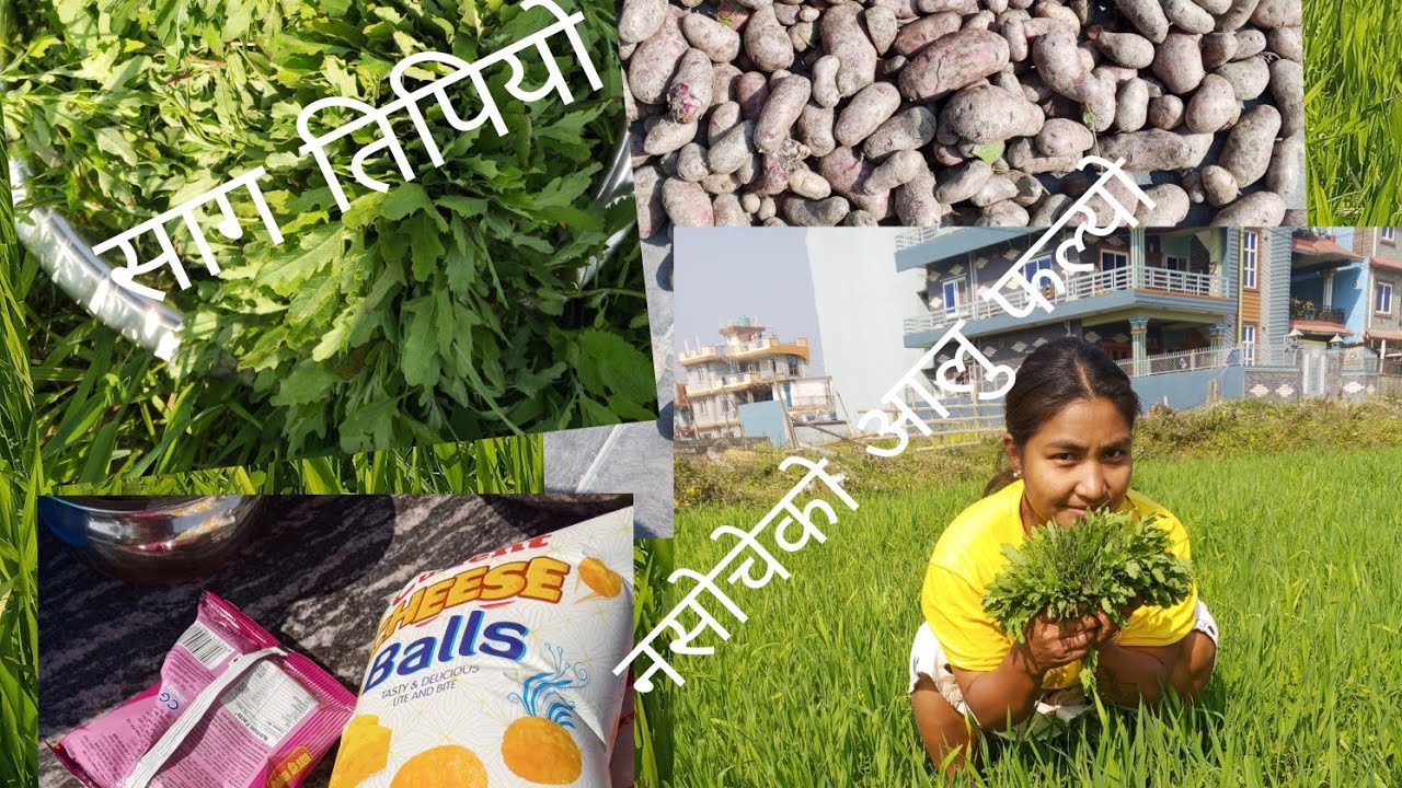 हाम्रो बारिमा नसोचेको आलु फल्यो  