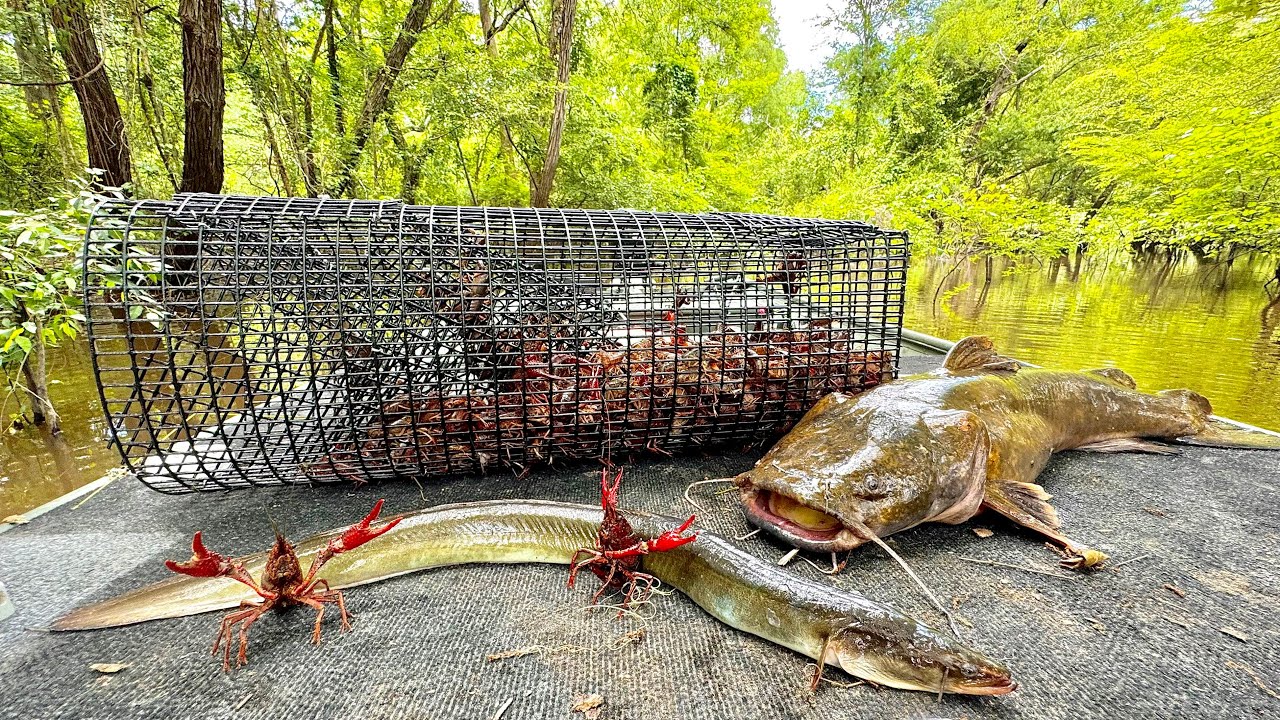 Crawfish, Eels and Catfish Catch & Cook (The Swamps most Prized Delicacies)