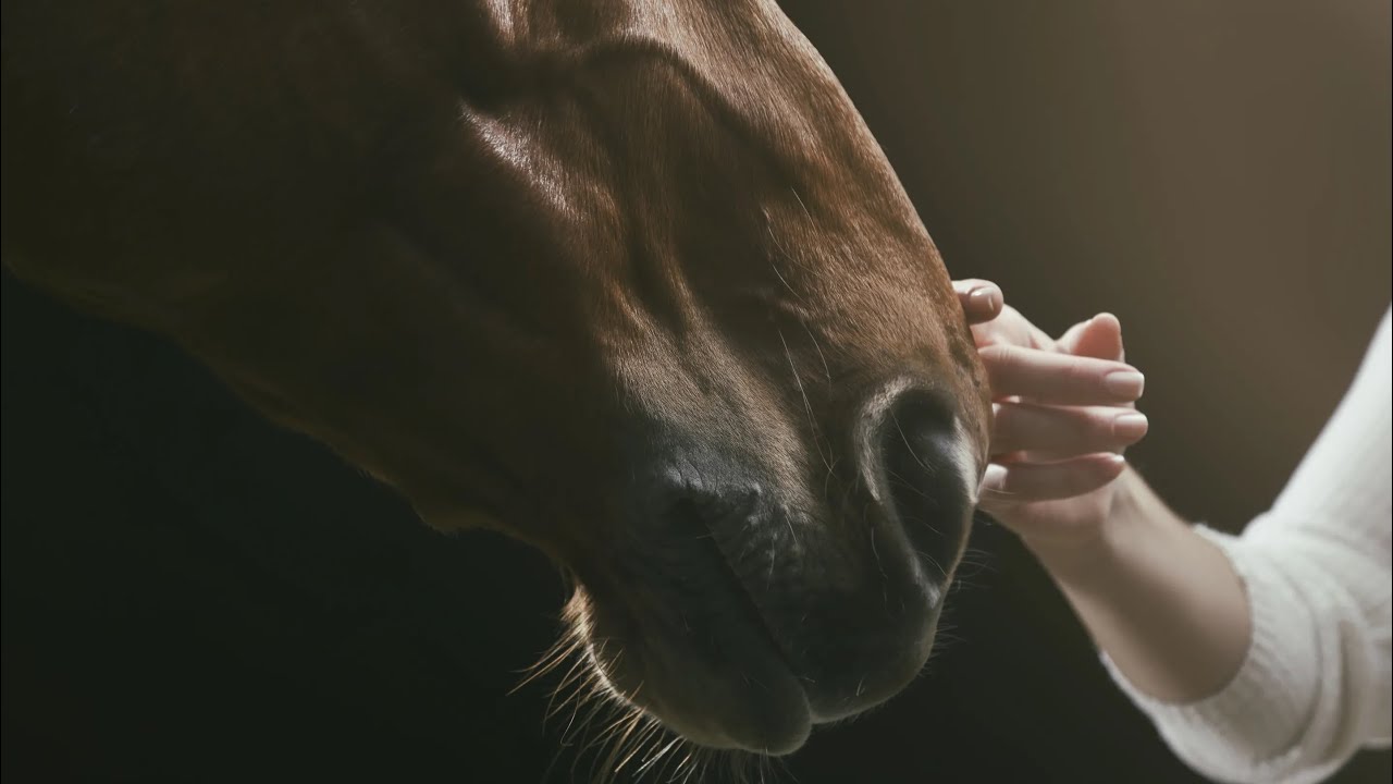 Kings and Queens ☆ Equestrian Music Video