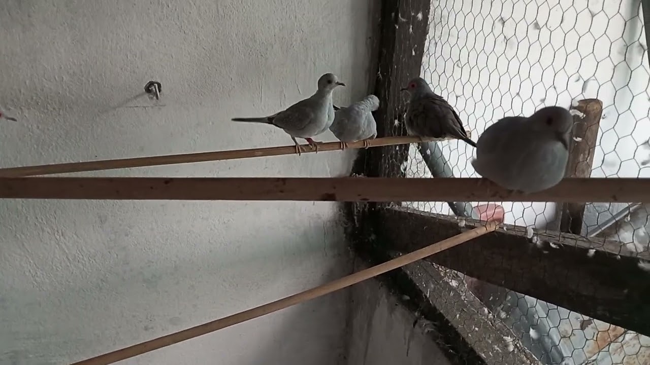 Dia a Dia rolinha diamante..