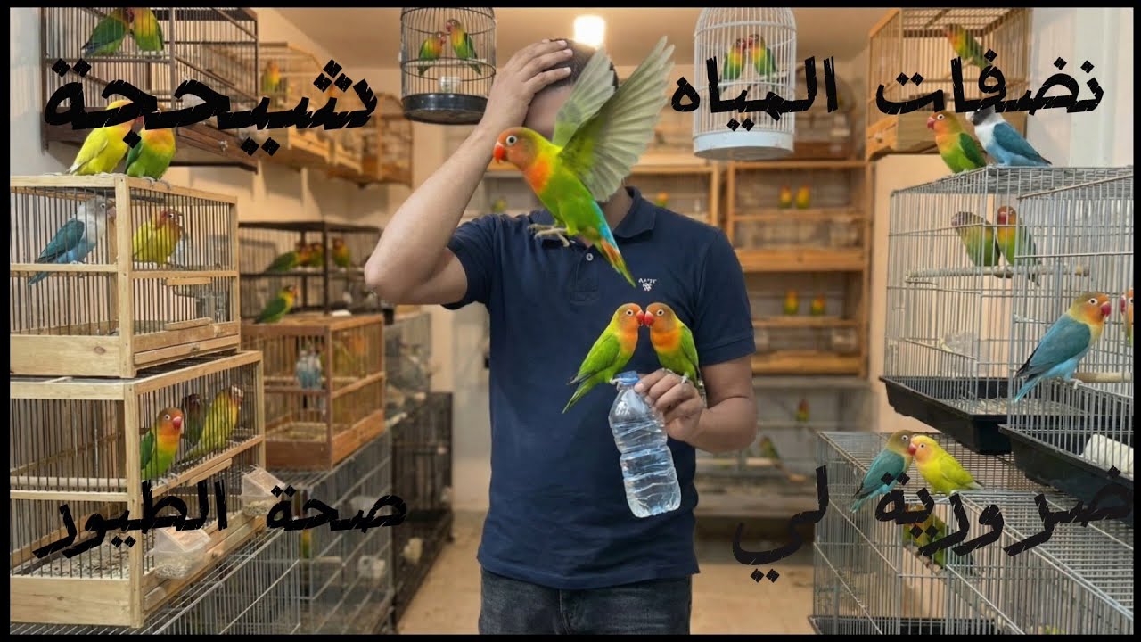 جولة في غرفات العصفير 