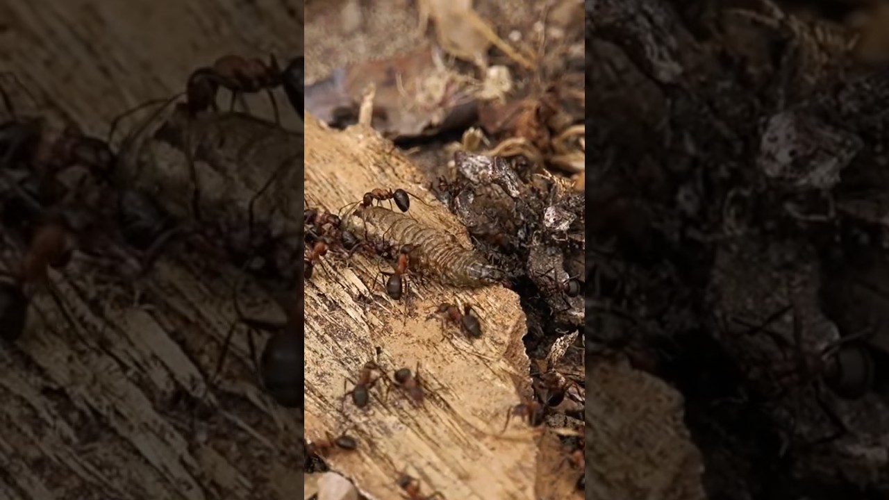 An Army of Red Wood Ants vs a Caterpillar