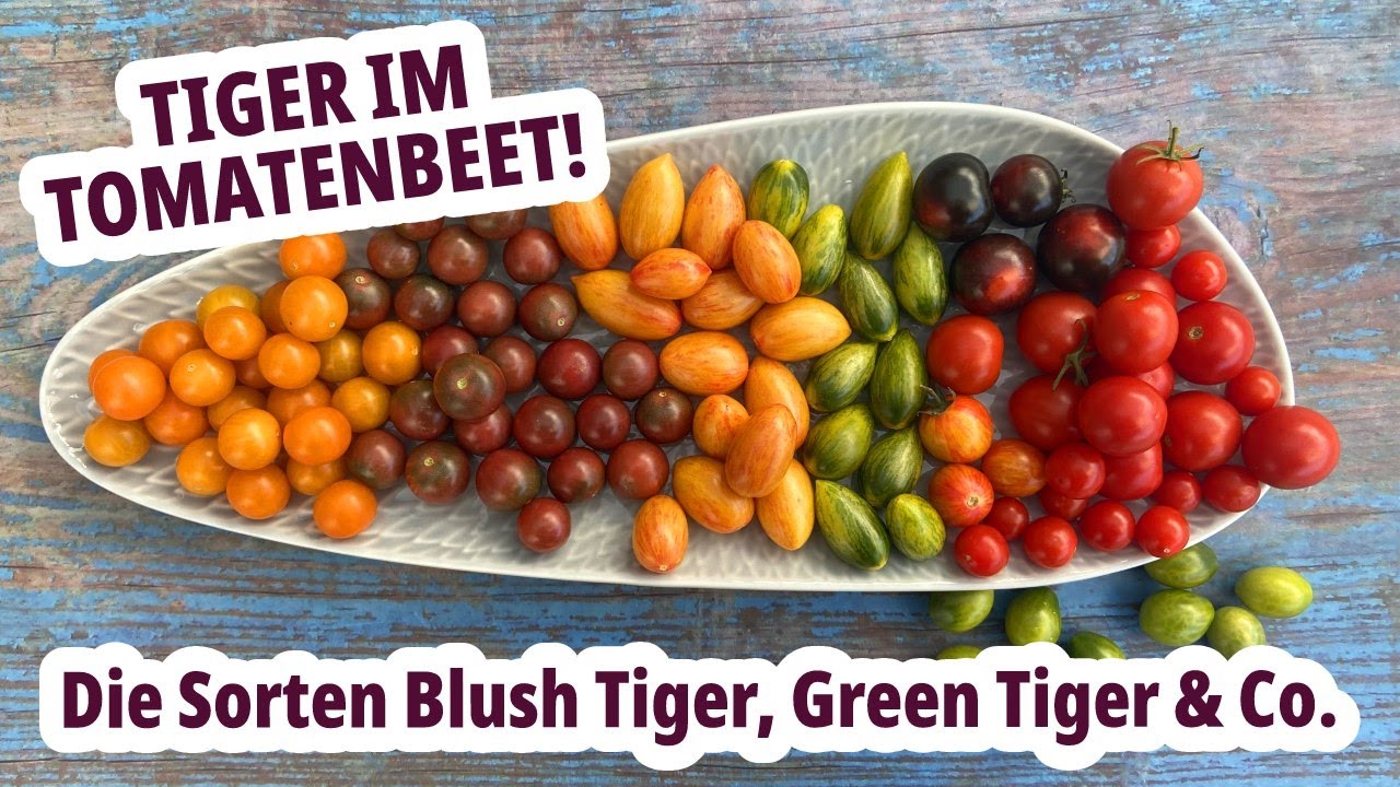 Sortenempfehlung für bunte Cocktailtomaten - Green Tiger, Lucky Tiger, Blush, Pink Tiger
