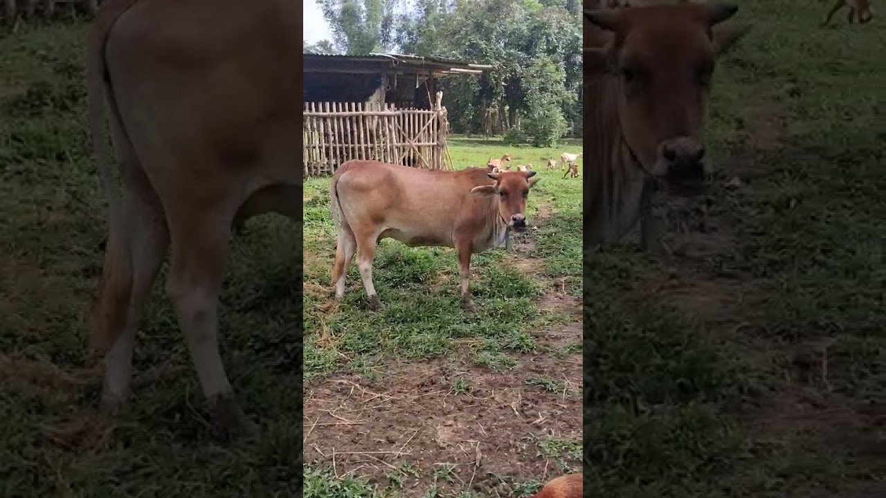 Cattle & Goat Farming #Iloilo #Province. #farmer