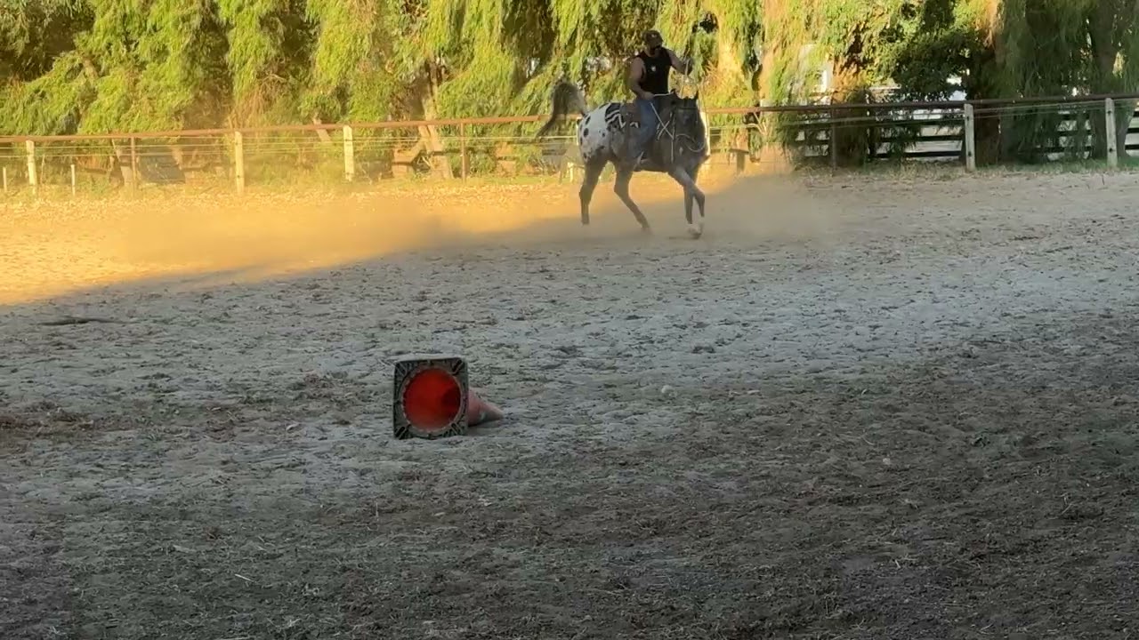 Bending at the trot with Memphis