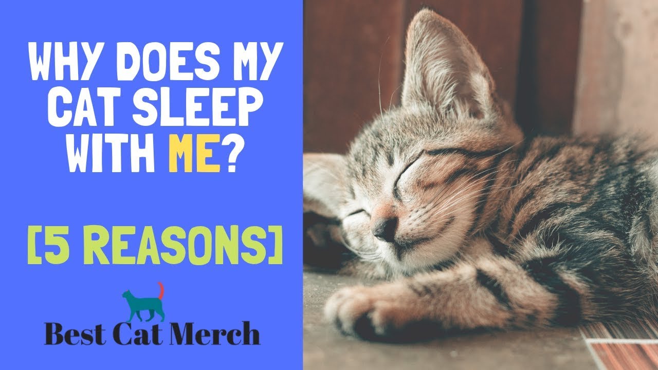 Why Cats Like To Sleep With You? (5 Reasons)
