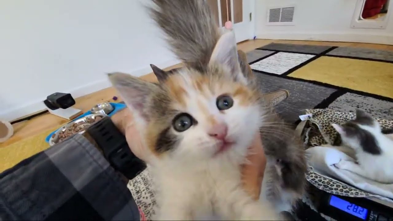 17.09.2024: Обновления повсюду!