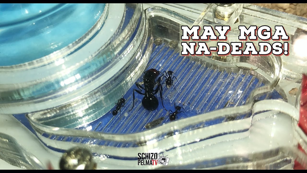 First Formicarium Failed! - Xolani Ant Colony