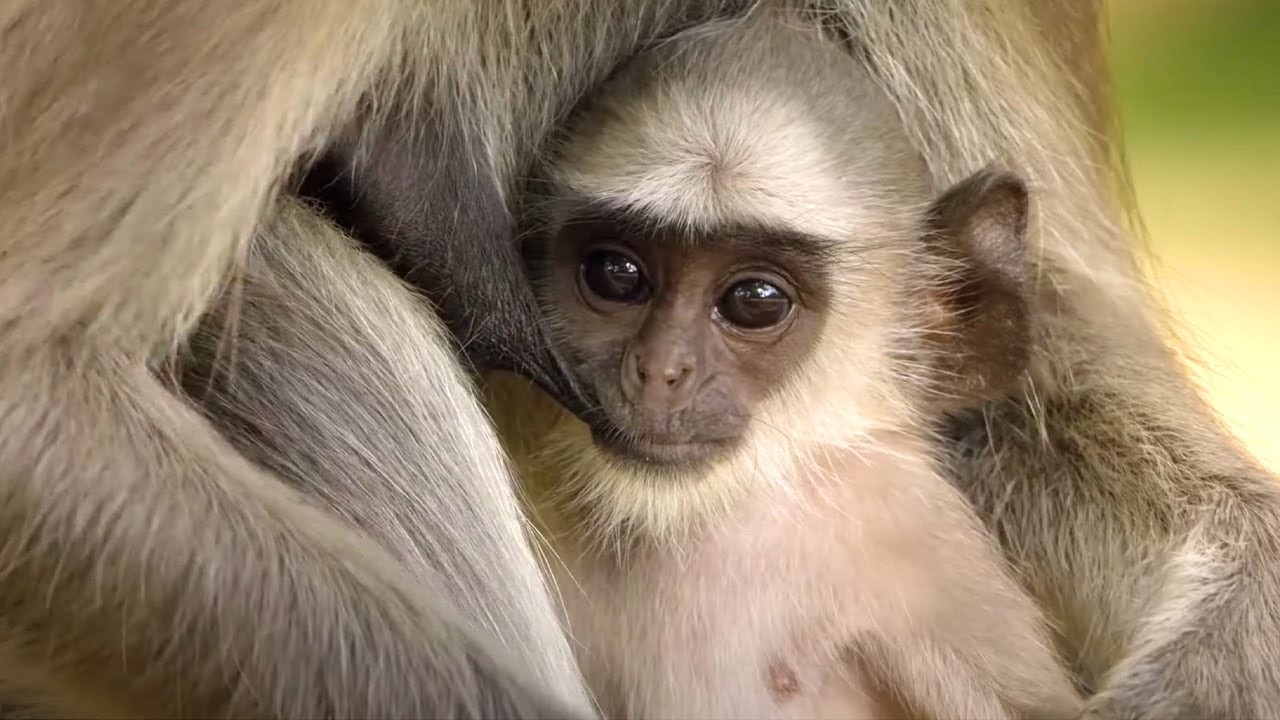 Monkey Dad SAVING His Babies | Father's Day | Love Nature