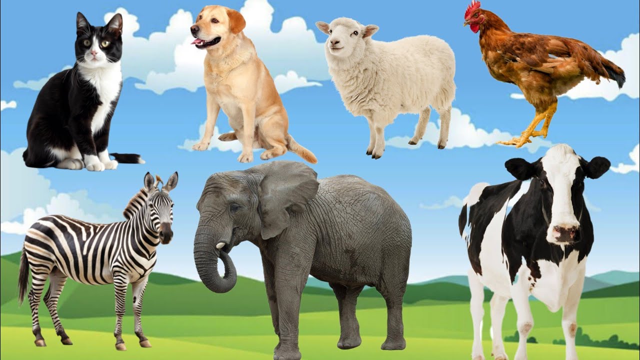 Cute Animals and Pets :Kangaroo, Rhinoceros, Cow, Dog, Cat, Sheep - Cute Pet Sounds 