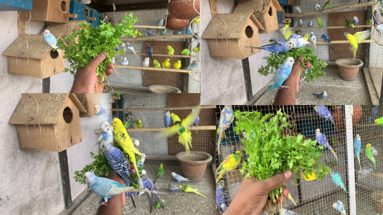 BUDGIES PARROT AVIARY FIRST BABY OUT OF BOX ?? EATING GREEN FOOD MY HAND BUDGIES PARAKEET 25 PAIR