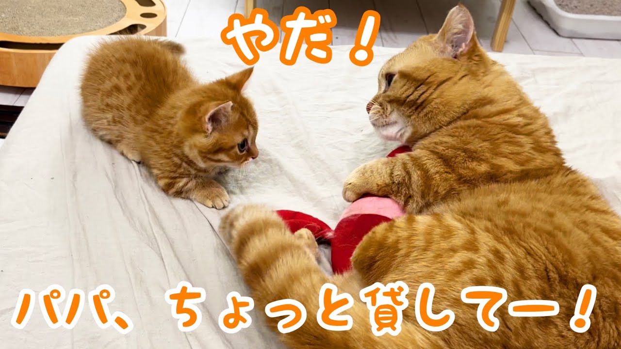 けりぐるみを巡りおとなげない対応のパパと果敢に挑み続ける子猫のバトルがかわいい💓