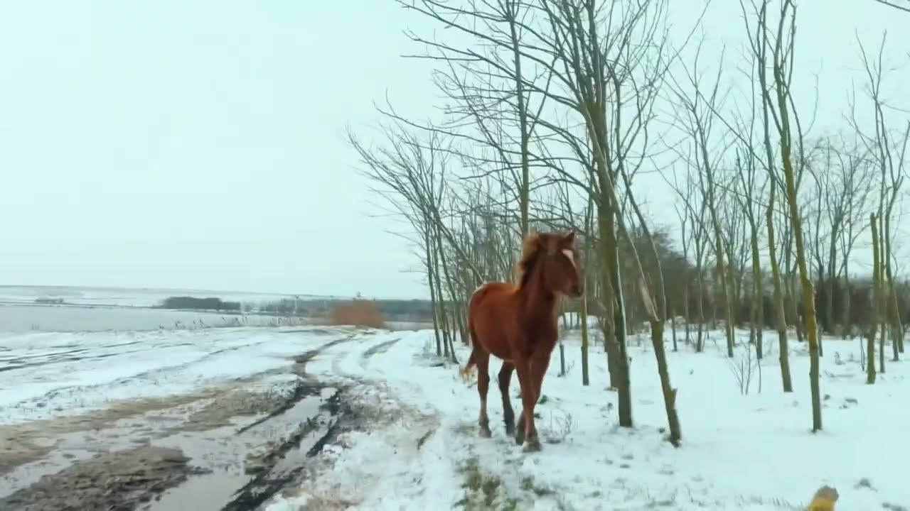 Young stallion 🐎 gallops along the snowy roads / Молодой жеребец 🐴 скачет по заснеженным дорогам ++