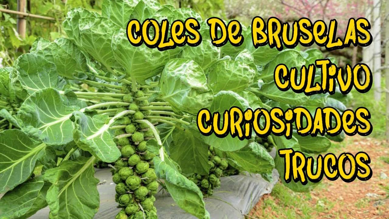 🥬COLES DE BRUSELAS ¡ Descubre esta INCREÍBLE Planta! 🥬