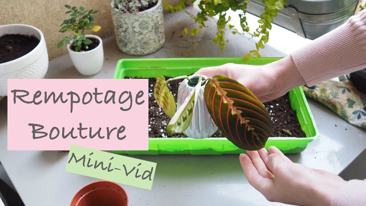 Rempotage de ma bouture de Maranta