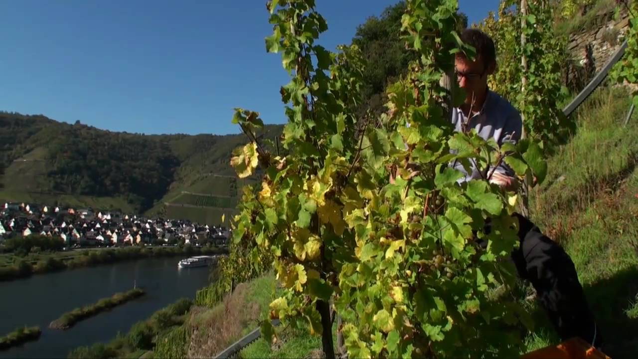 Mosel Wine harvest - Vintage - in Cochem Region in Moselle Valley in Germany