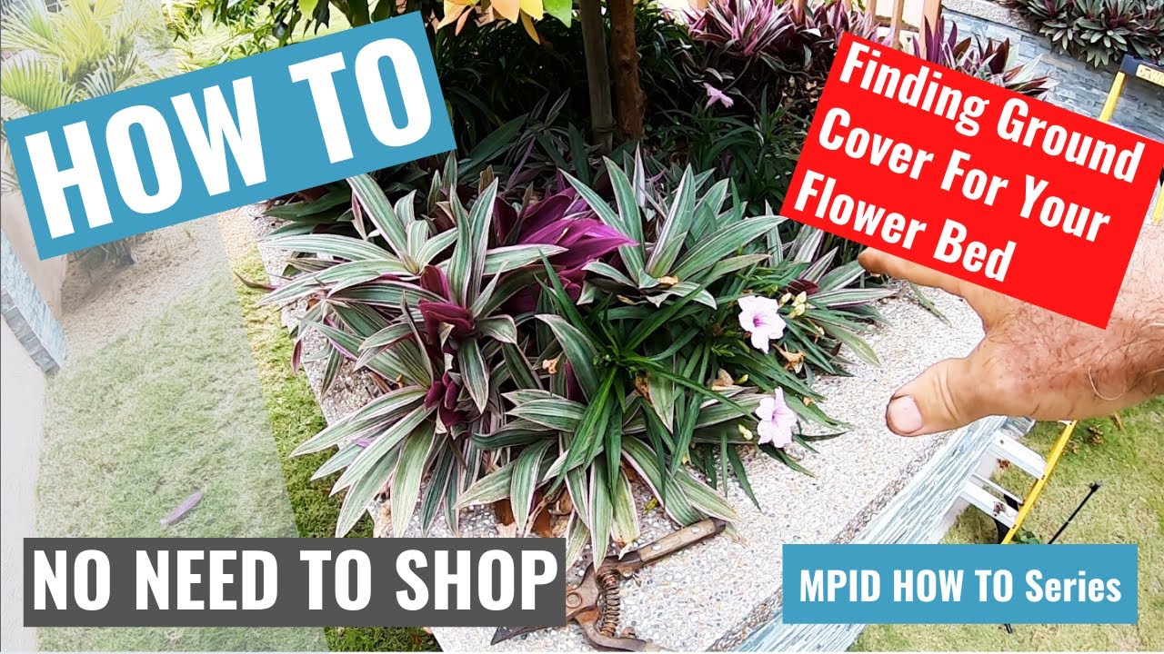 TIPS FOR GROWING OYSTER PLANTS OR MOSES IN THE CRADLE (Growing Rhoeos)