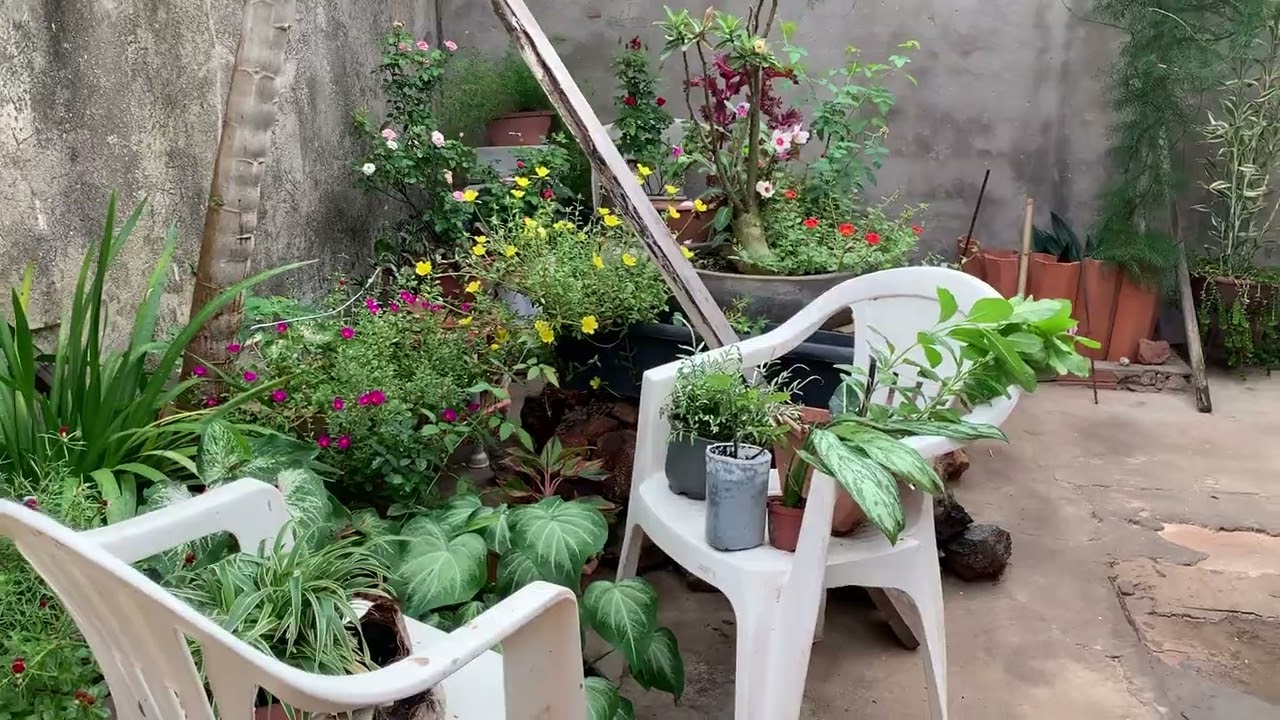 Vem comigo ver como amanheceu minhas plantas 