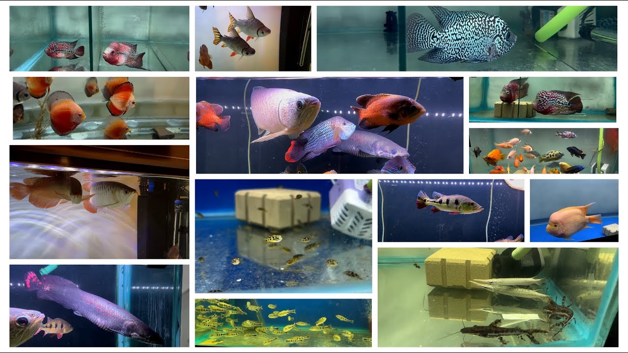 Imported Monster Aquarium Fishes in Delhi | High Quality Stock at Arish Aqua World #Aquarium #fish