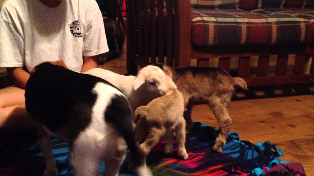 Beagle mother taking care of baby goats after they were rejected by their mom