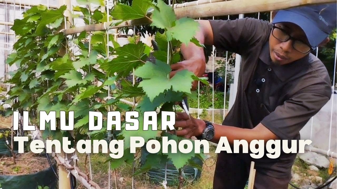 Pemula? Jangan Khawatir! Ini Bagian-Bagian Pohon Anggur Yang Perlu Diketahui
