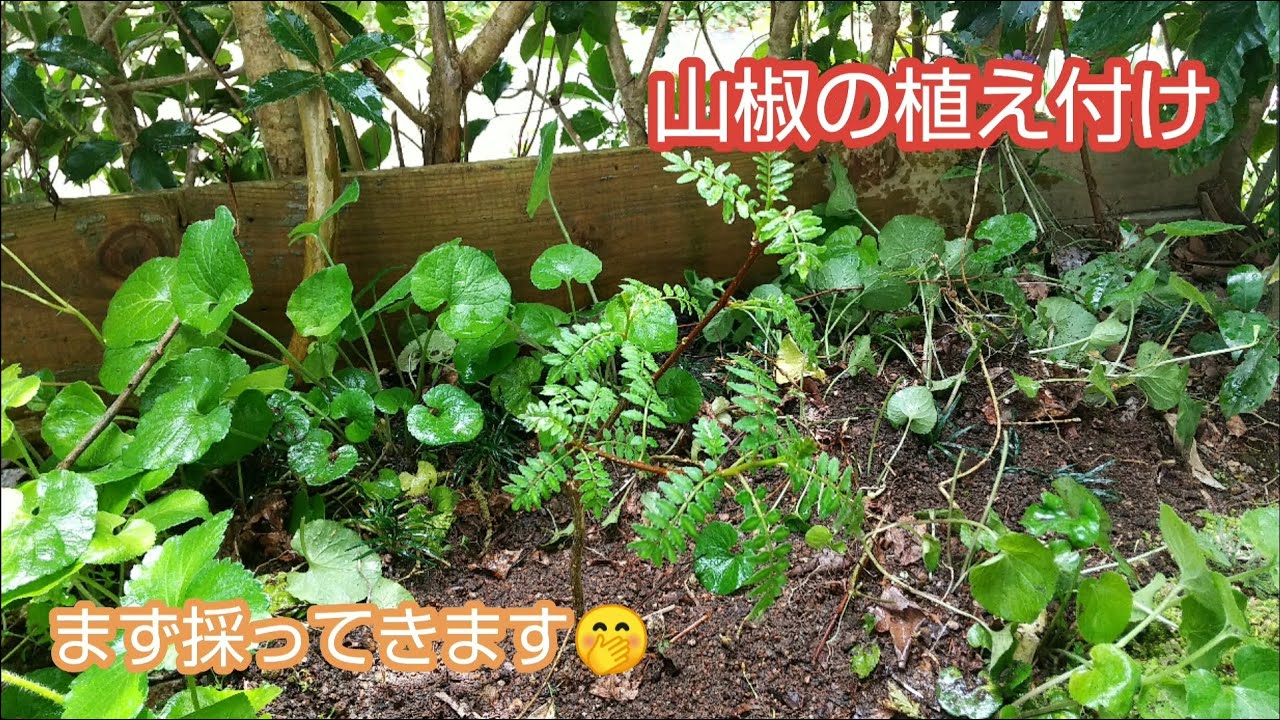 #258 山椒の植え付け