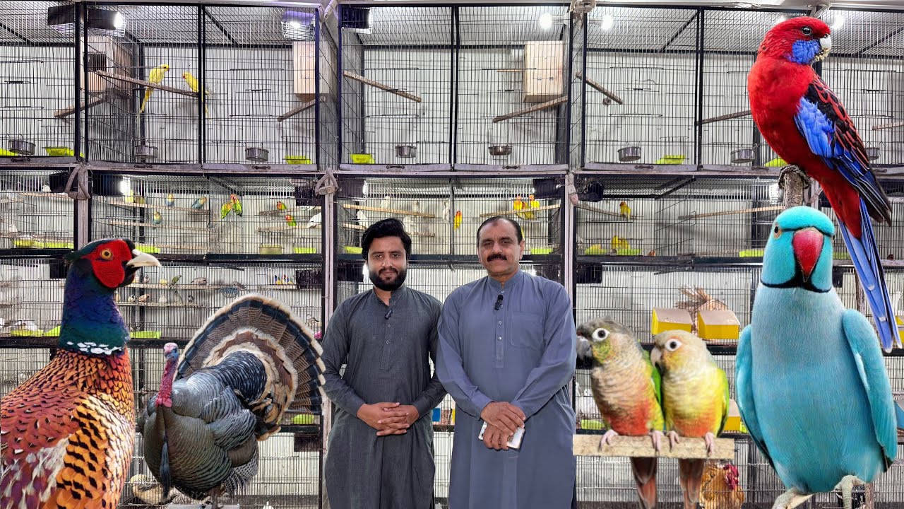 Multan Sunday Birds Market Rasheedabad 17 February 2025 | pakistan bird market video