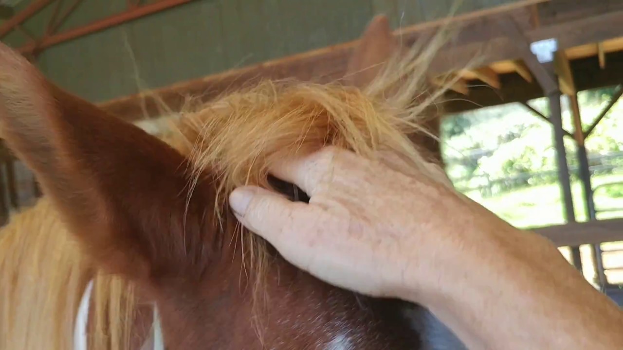 Horse Evaluation that anyone can do!