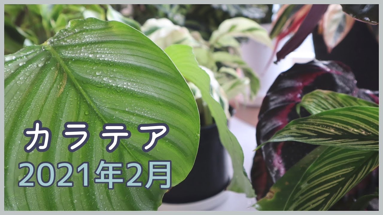 カラテア、オルビフォリアたちの2021年2月の記録｜観葉植物