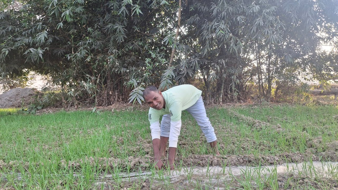 Gaon main gehun ki sinchai 