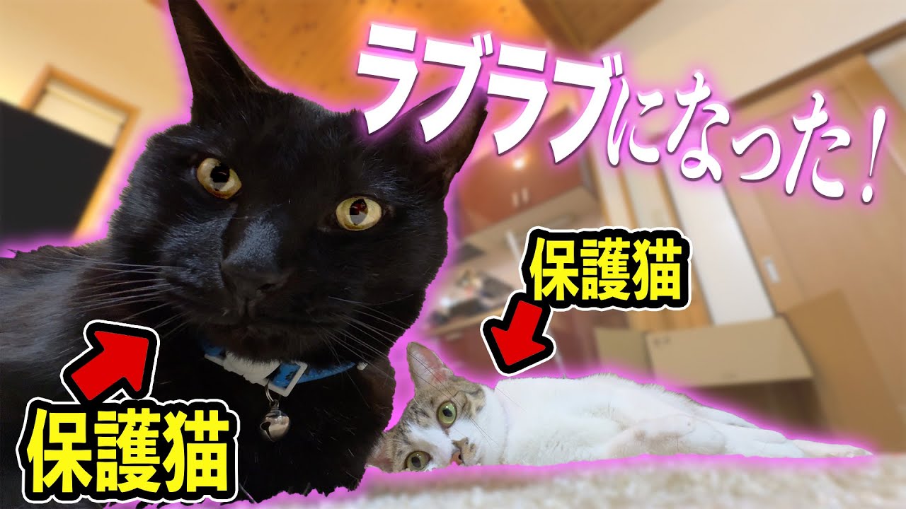 保護猫の2人が、ラブラブになりました🩷