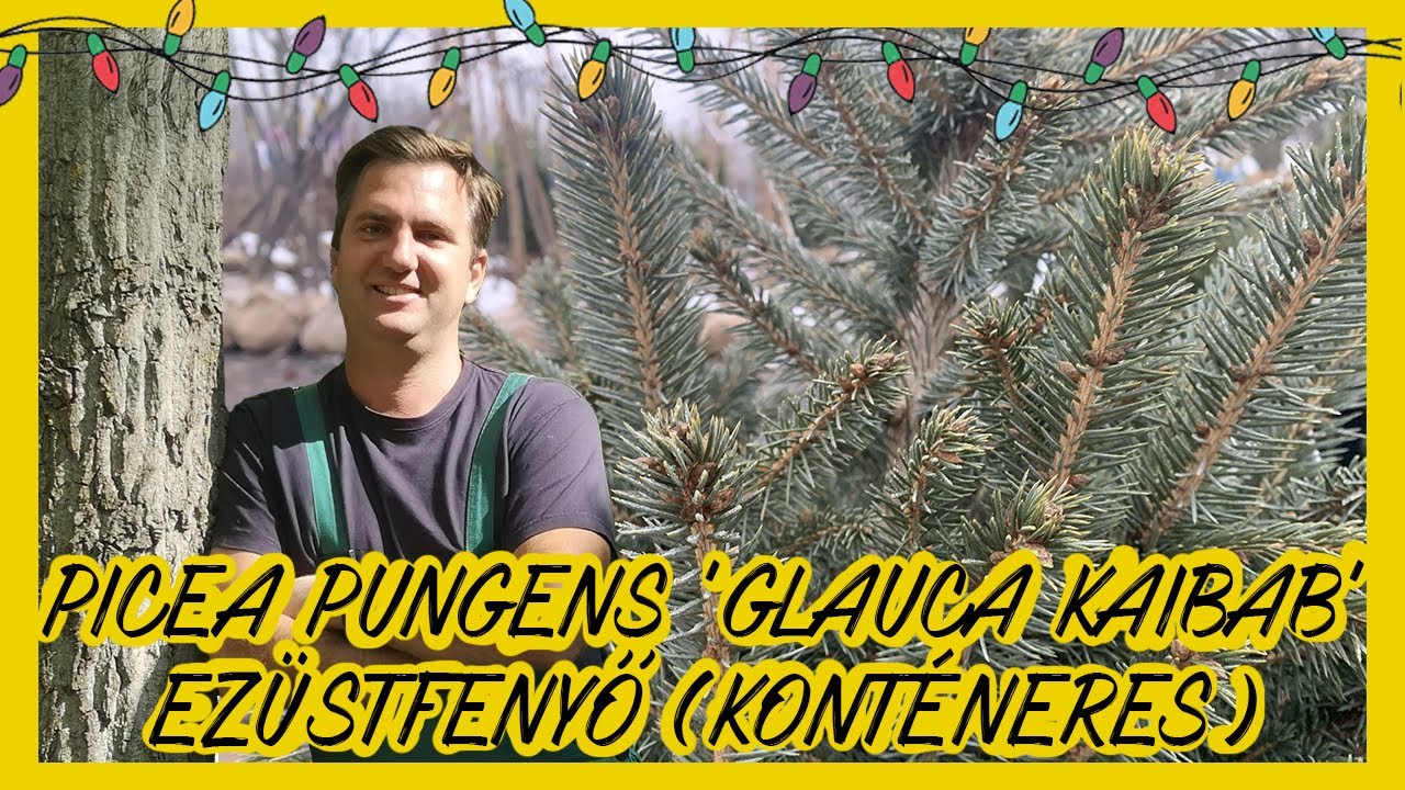 Ezüstfenyő konténeres (Picea pungens 'Glauca Kaibab')
