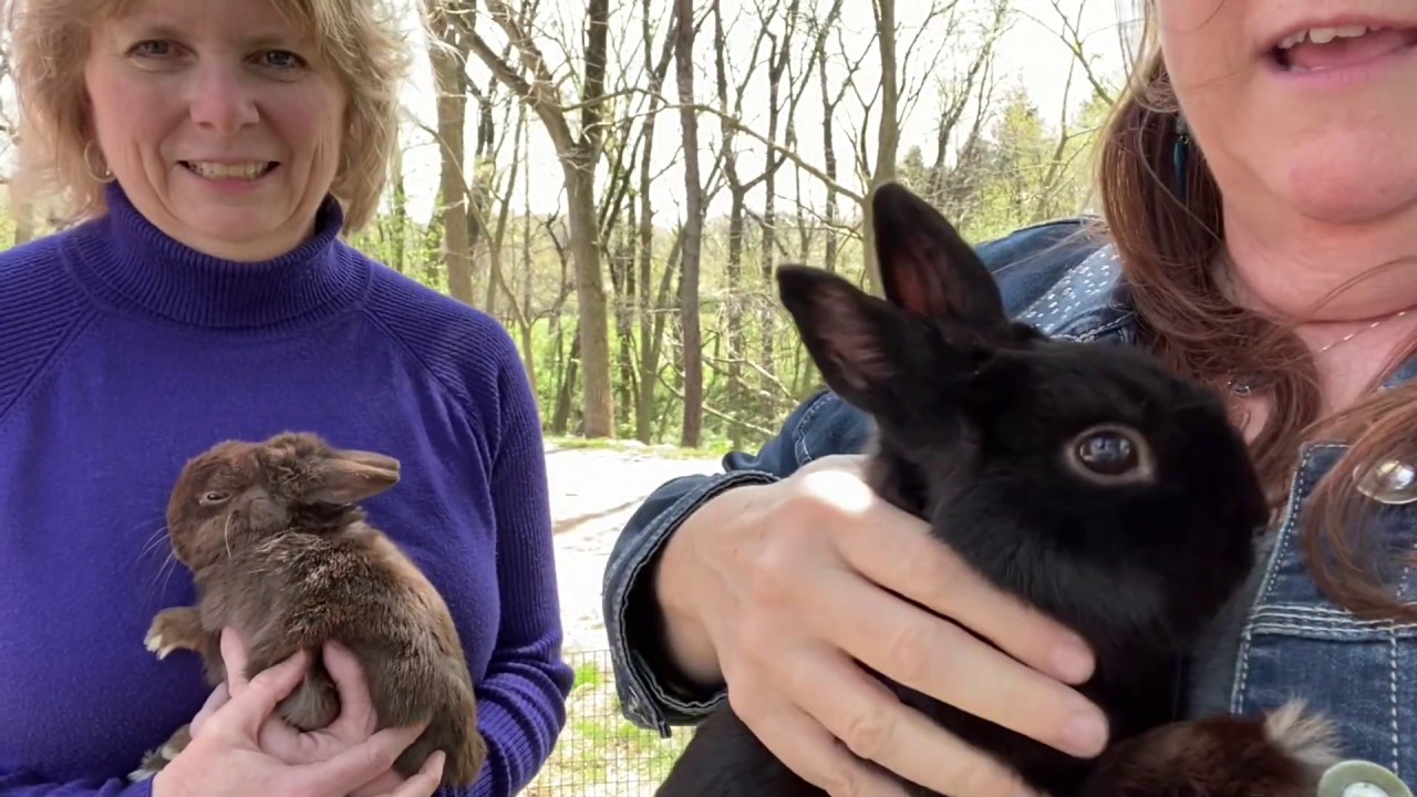 Fun with Bunnies Part 2 | Polish Rabbits at Heartsong Rabbitry