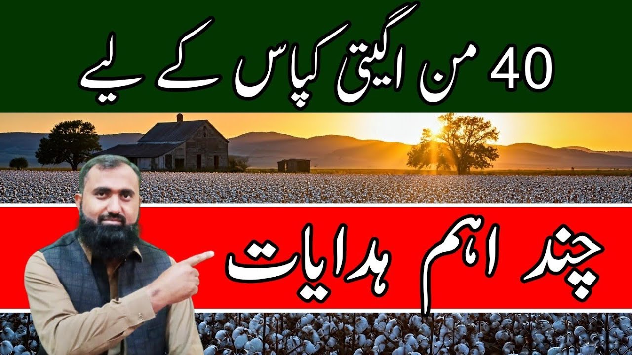 How to get high yield of cotton crop this year || Bilal Kanju Official