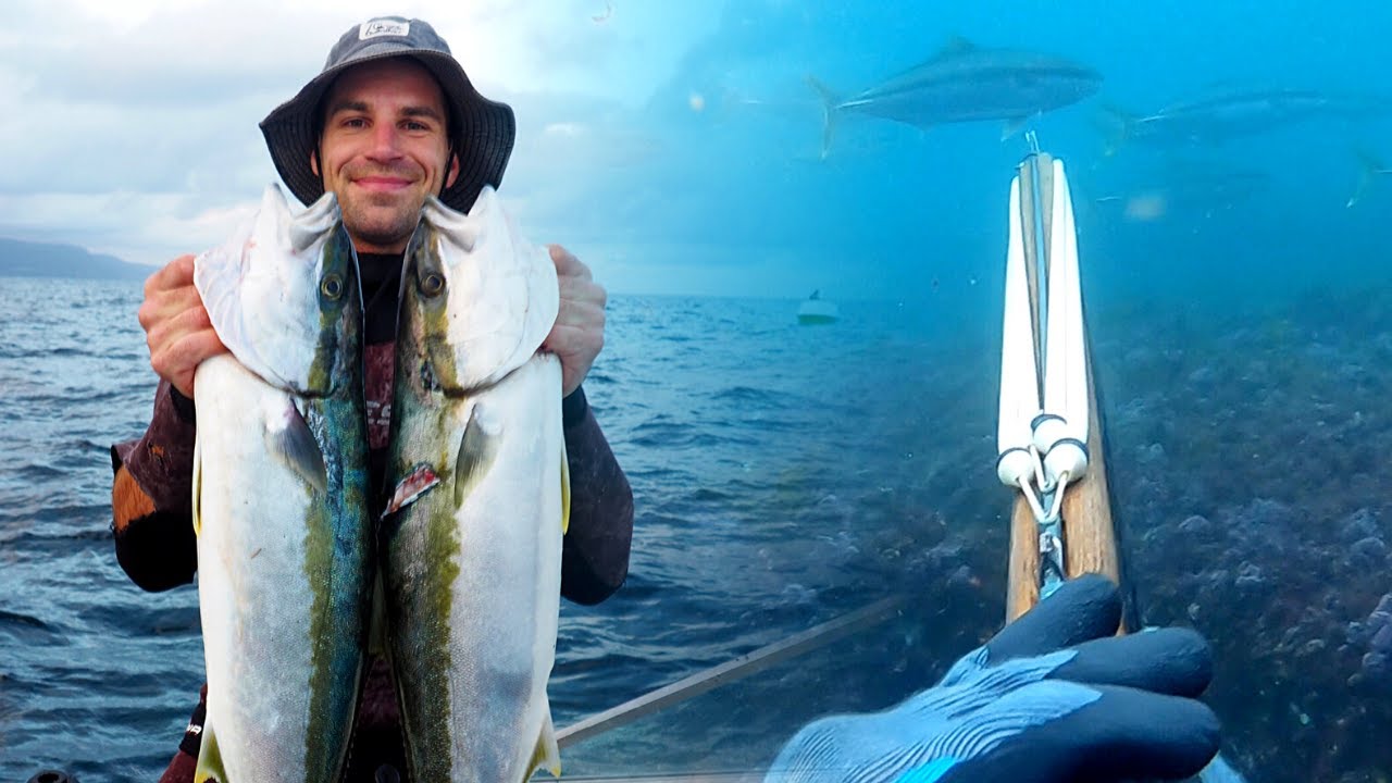 Spearfishing KINGFISH South-Coast NSW/Beautiful Blue Water/Living from the SEA