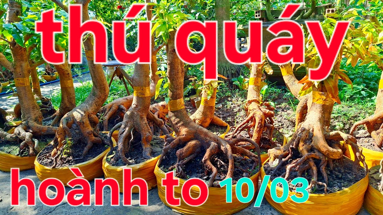 10/03 Quáy thú nhà của tú nhanh tay alo 0848584819