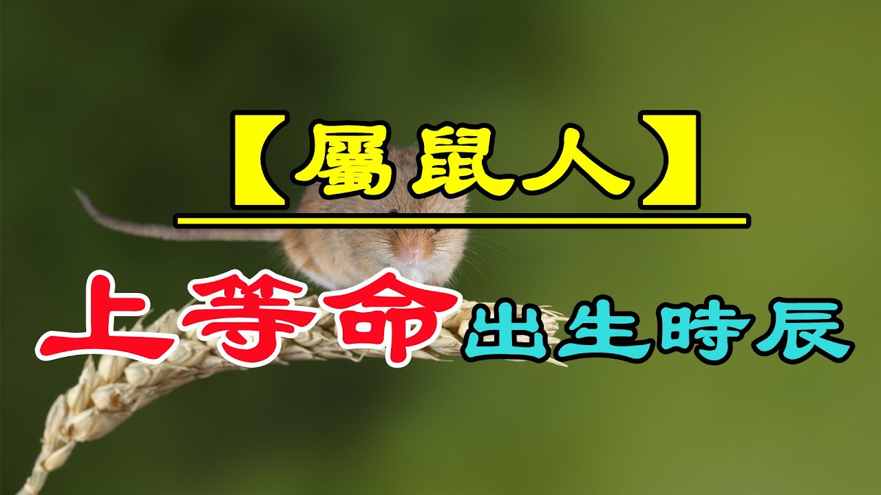 【十二生肖出生時辰命運】屬鼠人上等命的出生時辰，幾點出生的屬鼠人大富大貴？