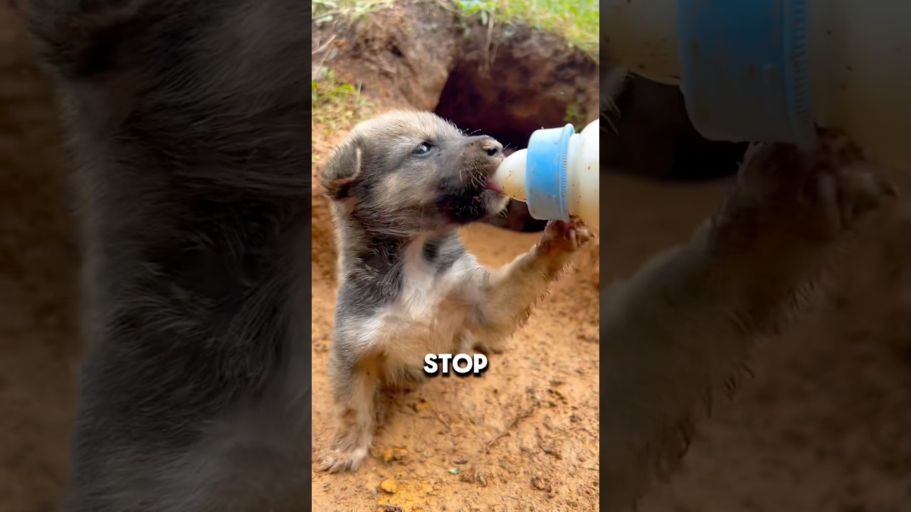 She Was Scared to Lose Another Puppy&hellip; 🥺