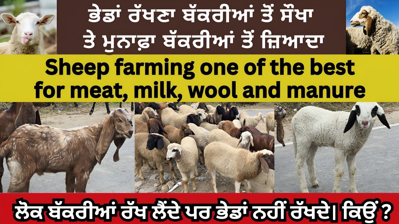 Sheep farming, the best for meat, milk, wool and manure। ਲੋਕ ਬੱਕਰੀਆਂ ਰੱਖ ਲੈਂਦੇ ਪਰ ਭੇਡਾਂ ਨਹੀਂ ਰੱਖਦੇ