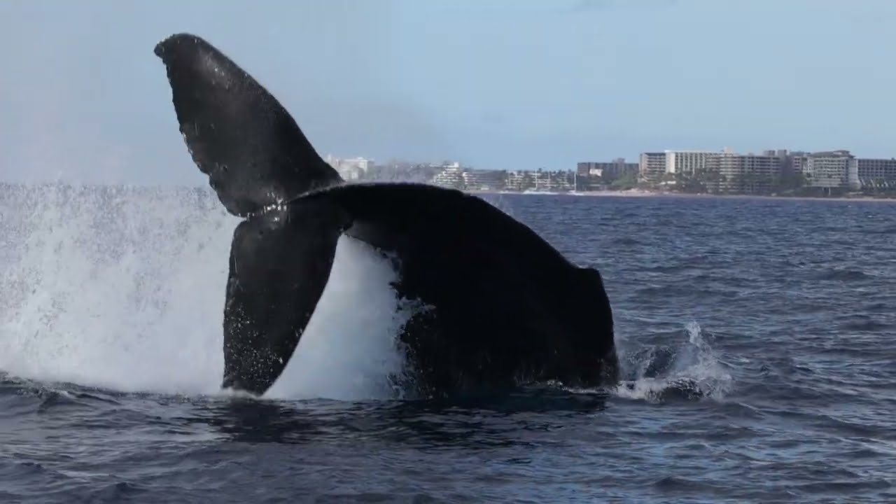 Maui Humpback Whale Experience 2025 4k