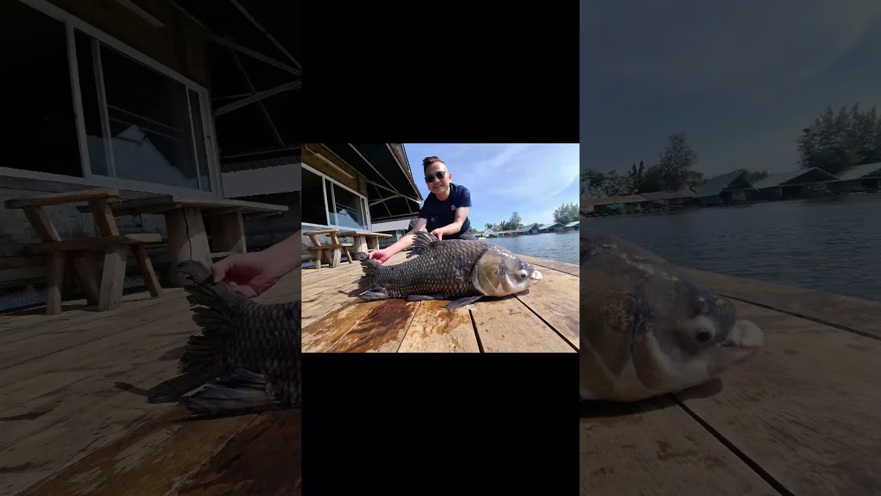 Большой карп! Большая рыбалка на меконгского сома в Таиланде 