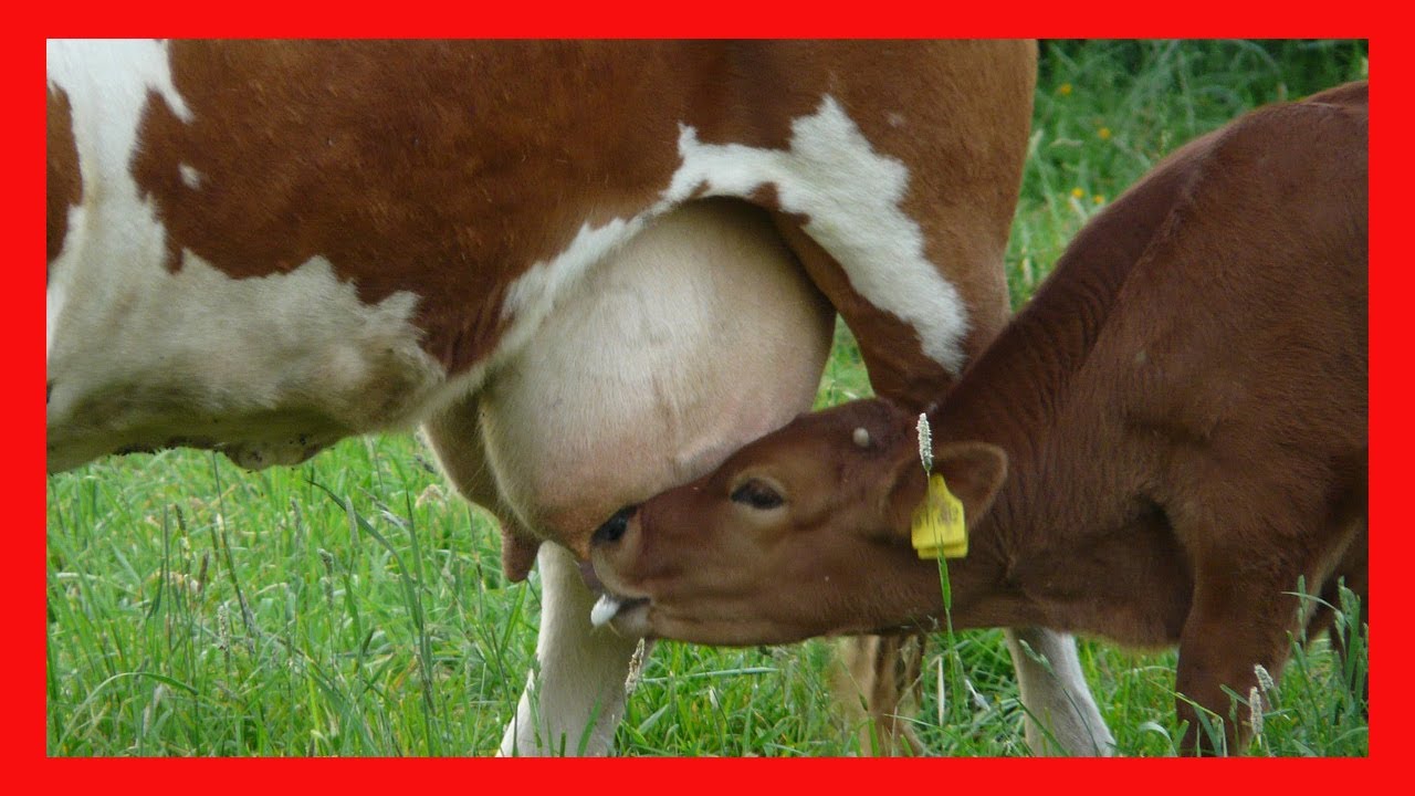 🏆 FUNCION DEL 🔴 CALOSTRO LAS PRIMERAS 24 HORAS ✅ Vacas Lecheras y Carnicas