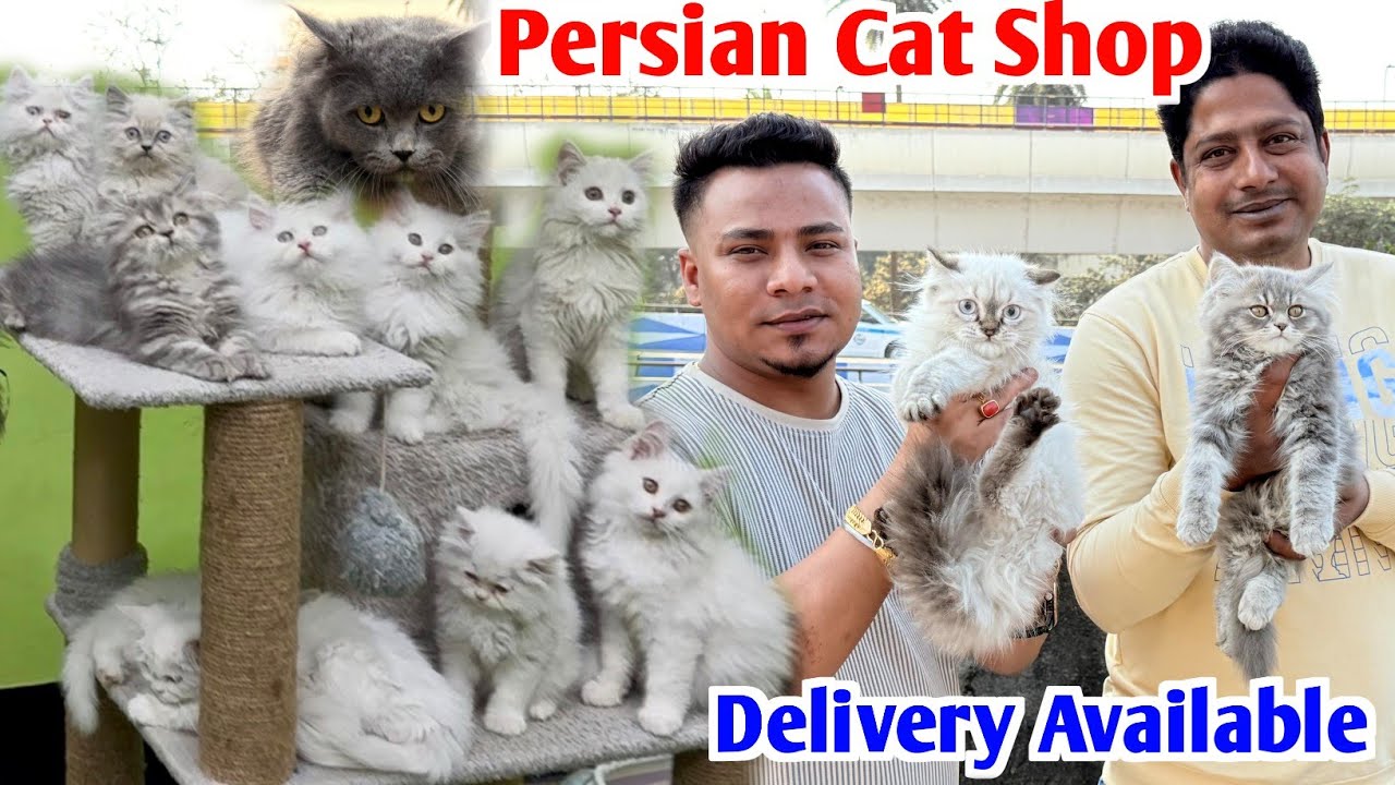 Persian Cat's Shop in Kolkata. Cat Market in Kolkata. Kolkata Cat Market.