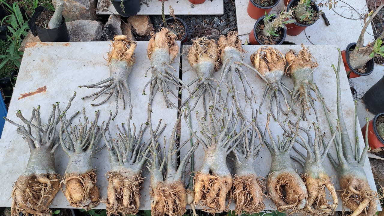 How to ripot adenium | online kharide huye adenium ko kaise ripot  kare?