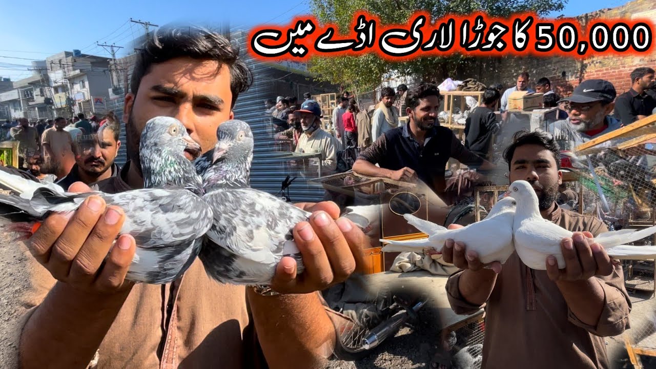 Lari Ada Se Aj Kuch Nahi Mila 😲