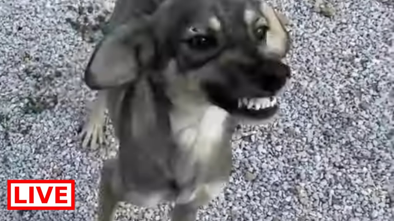 This girl smiles all the time - Takis Shelter