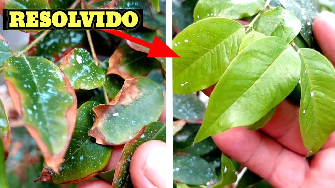 Jabuticaba ponta da folha secando veja o que você errou